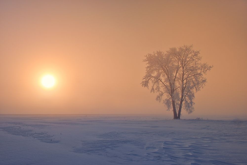 Wall Art Painting id:399764, Name: Canada-Manitoba-Dugald Hoarfrost covered cottonwood tree in fog at sunrise, Artist: Jaynes Gallery