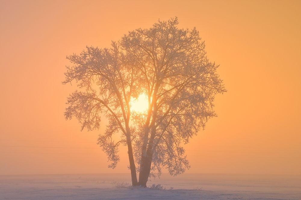 Wall Art Painting id:399765, Name: Canada-Manitoba-Dugald Hoarfrost covered cottonwood tree in fog at sunrise, Artist: Jaynes Gallery