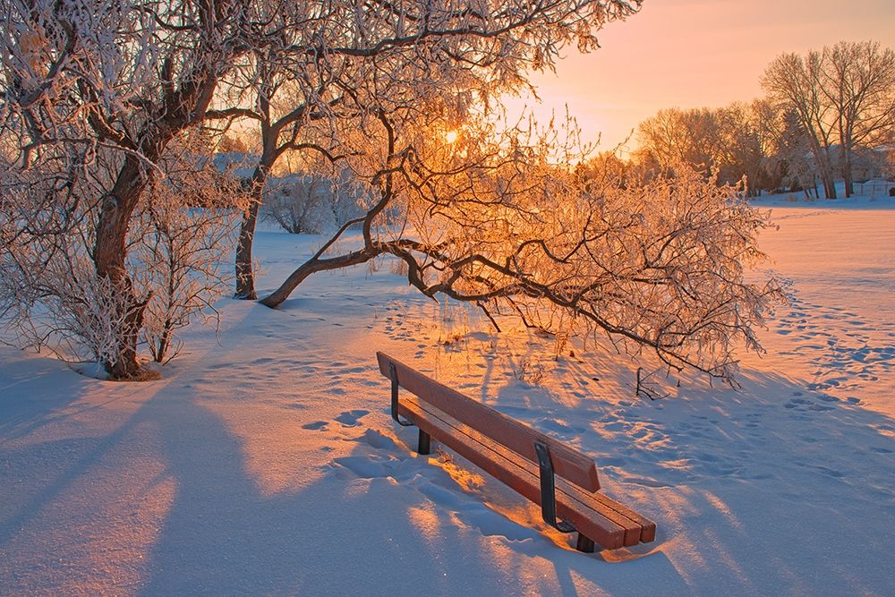 Wall Art Painting id:399786, Name: Canada-Manitoba-Winnipeg Hoarfrost at sunrise with bench, Artist: Jaynes Gallery