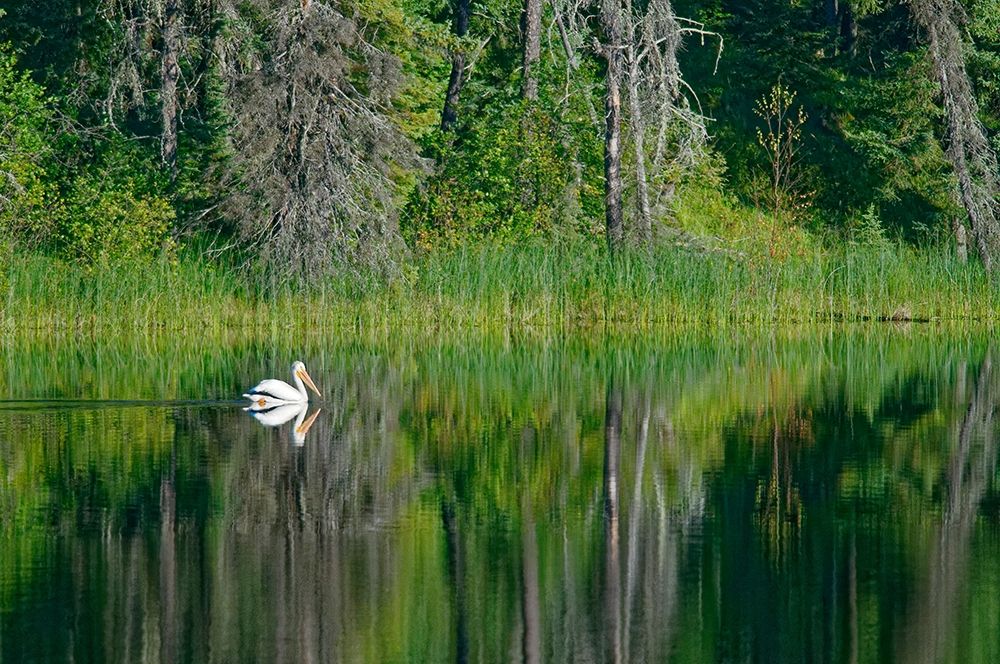 Wall Art Painting id:399788, Name: Canada-Manitoba-The Pas American white pelican on lake, Artist: Jaynes Gallery