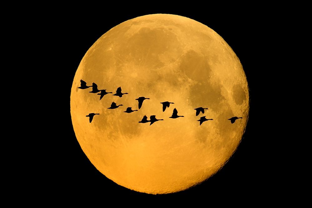 Wall Art Painting id:399789, Name: Canada-Winnipeg Montage of geese flying past harvest moon, Artist: Jaynes Gallery