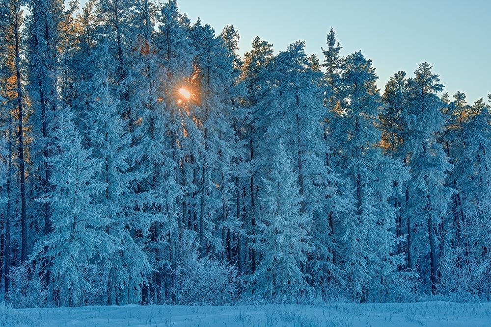 Wall Art Painting id:399793, Name: Canada-Manitoba-Belair Provincial Forest Backlit jack pine trees covered in hoarfrost, Artist: Jaynes Gallery