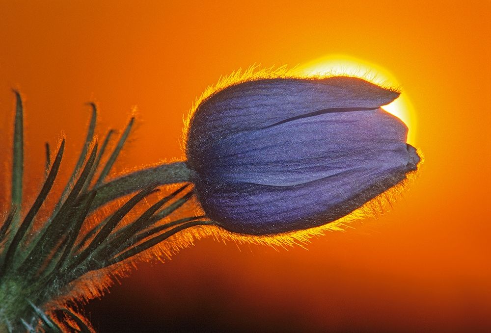 Wall Art Painting id:399798, Name: Canada-Manitoba-Winnipeg Prairie crocus backlit at sunrise, Artist: Jaynes Gallery