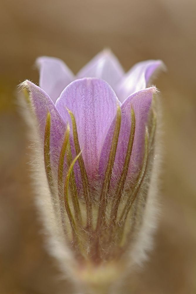 Wall Art Painting id:399801, Name: Canada-Manitoba-Mars Hill Wildlife Management Area Detail of prairie crocus flower, Artist: Jaynes Gallery