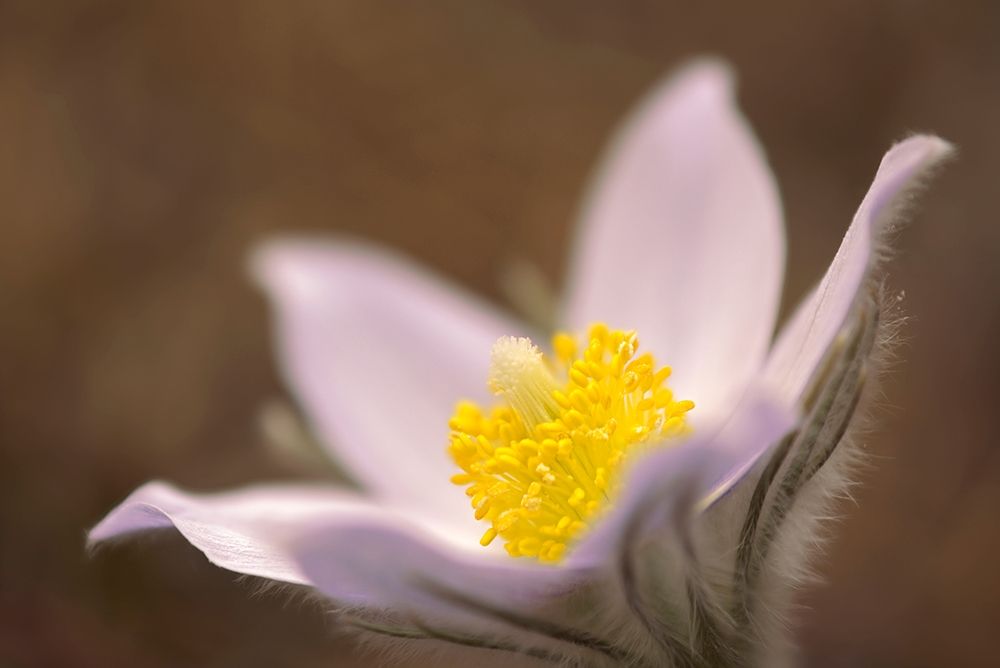 Wall Art Painting id:399802, Name: Canada-Manitoba-Mars Hill Wildlife Management Area Detail of prairie crocus flower, Artist: Jaynes Gallery