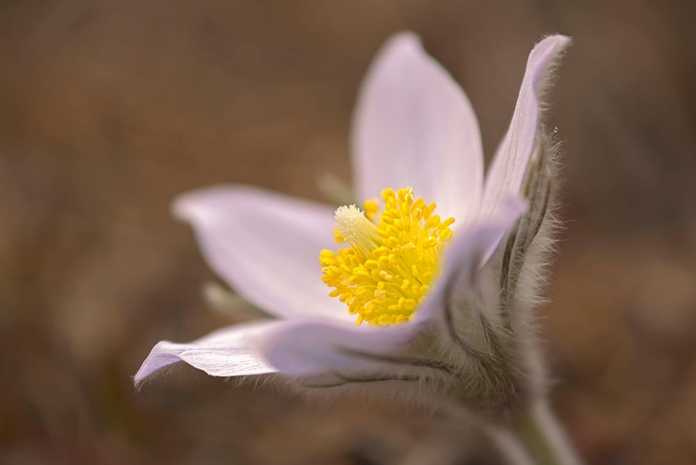 Wall Art Painting id:399803, Name: Canada-Manitoba-Mars Hill Wildlife Management Area Detail of prairie crocus flower, Artist: Jaynes Gallery