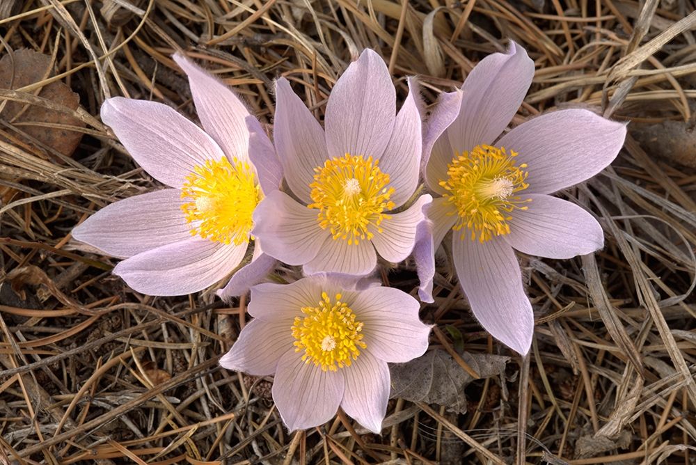 Wall Art Painting id:399804, Name: Canada-Manitoba-Mars Hill Wildlife Management Area Close-up of prairie crocus flowers, Artist: Jaynes Gallery