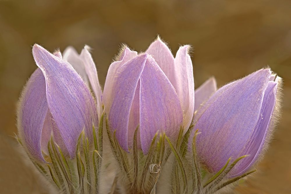 Wall Art Painting id:399806, Name: Canada-Manitoba-Mars Hill Wildlife Management Area Close-up of prairie crocus flowers, Artist: Jaynes Gallery