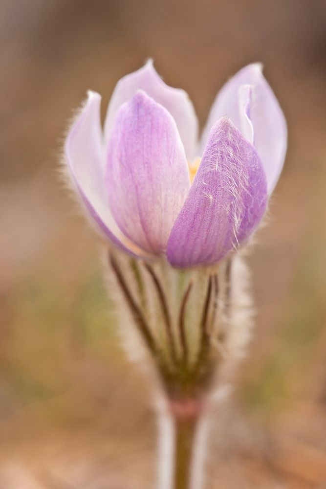 Wall Art Painting id:399807, Name: Canada-Manitoba-Sandilands Provincial Forest Prairie crocus flower close-up, Artist: Jaynes Gallery