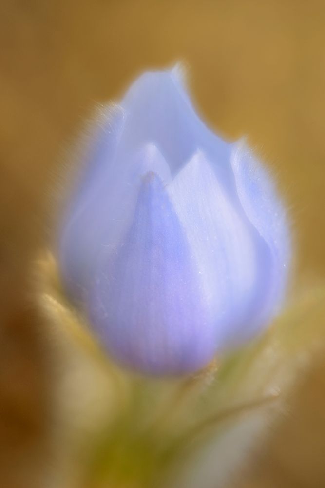 Wall Art Painting id:399808, Name: Canada-Manitoba-Winnipeg Close-up of prairie crocus flower, Artist: Jaynes Gallery