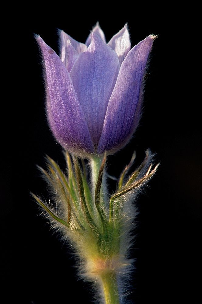 Wall Art Painting id:399809, Name: Canada-Manitoba-Sandilands Provincial Forest Prairie crocus flower close-up, Artist: Jaynes Gallery