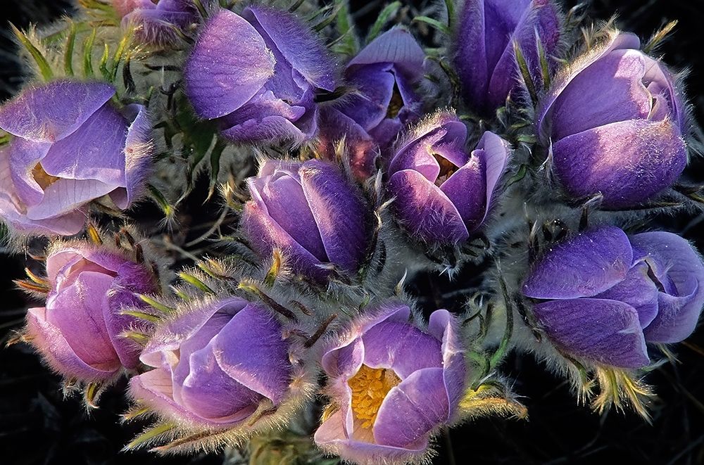 Wall Art Painting id:399810, Name: Canada-Manitoba-Sandilands Provincial Forest Prairie crocus flowers close-up, Artist: Jaynes Gallery