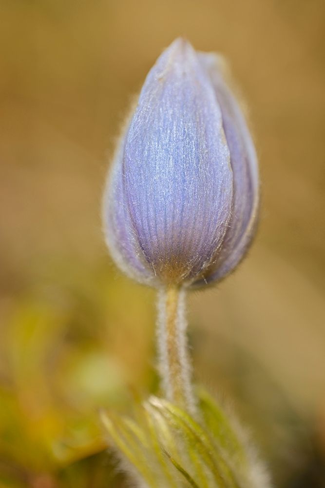 Wall Art Painting id:399812, Name: Canada-Manitoba-Libau Prairie crocus flower close-up, Artist: Jaynes Gallery