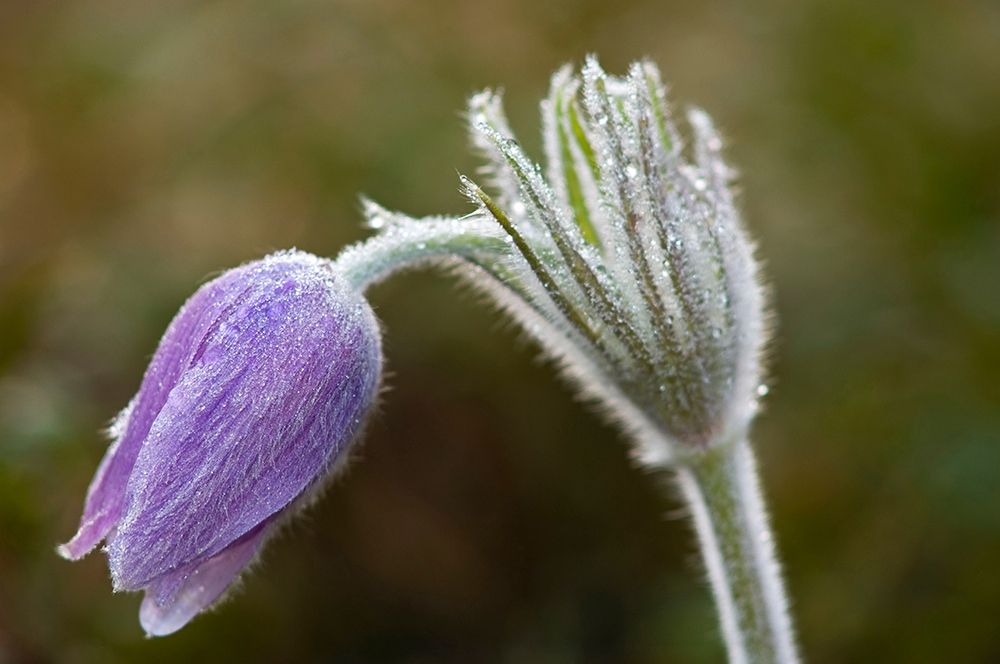 Wall Art Painting id:399813, Name: Canada-Manitoba-Sandilands Provincial Forest Prairie crocus flower close-up, Artist: Jaynes Gallery