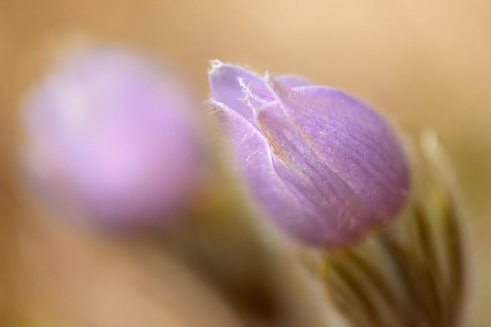 Wall Art Painting id:399814, Name: Canada-Manitoba-Libau Prairie crocus flower close-up, Artist: Jaynes Gallery