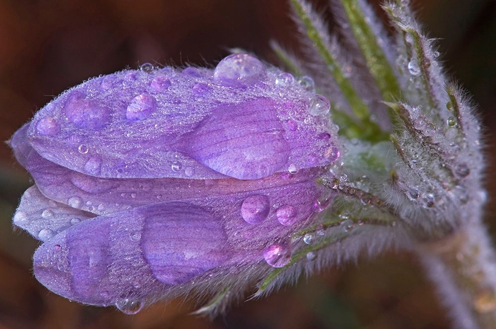 Wall Art Painting id:399815, Name: Canada-Manitoba-Sandilands Provincial Forest Prairie crocus flowers with dew lose-up, Artist: Jaynes Gallery