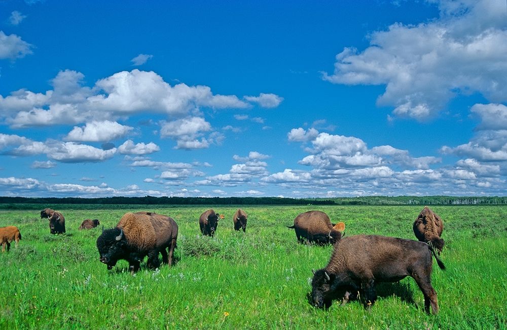 Wall Art Painting id:399846, Name: Canada-Manitoba-Riding Mountain National Park Herd of American plains bison grazing on prairie, Artist: Jaynes Gallery