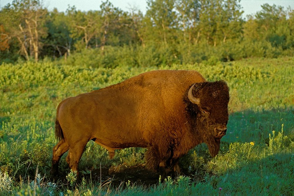 Wall Art Painting id:399847, Name: Canada-Manitoba-Riding Mountain National Park Close-up of male American plains bison, Artist: Jaynes Gallery