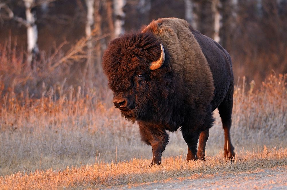 Wall Art Painting id:399848, Name: Canada-Manitoba-Riding Mountain National Park Close-up of male American plains bison, Artist: Jaynes Gallery
