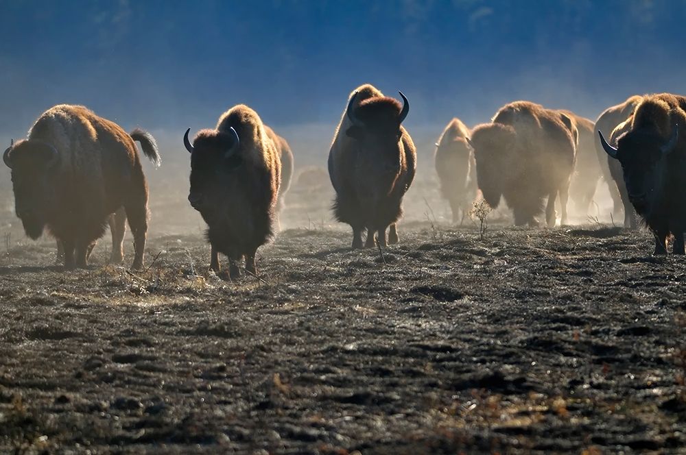 Wall Art Painting id:399849, Name: Canada-Manitoba-Riding Mountain National Park Herd of American plains bison on burned prairie, Artist: Jaynes Gallery