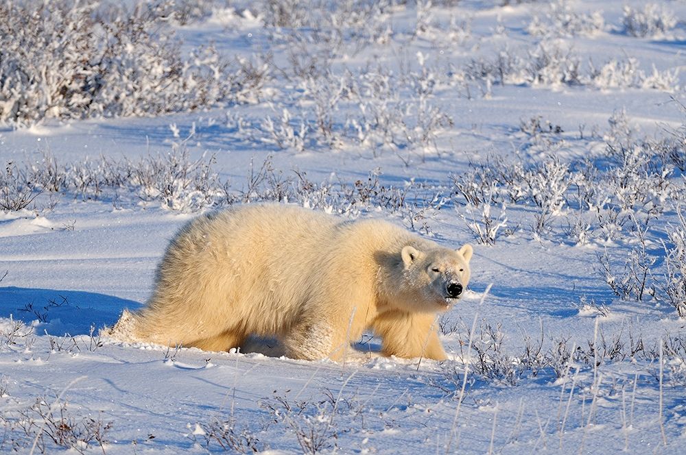 Wall Art Painting id:399850, Name: Canada-Manitoba-Churchill Polar bear walking through snow in evening light, Artist: Jaynes Gallery