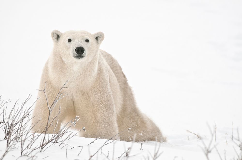 Wall Art Painting id:399851, Name: Canada-Manitoba-Churchill Polar bear on frozen tundra, Artist: Jaynes Gallery