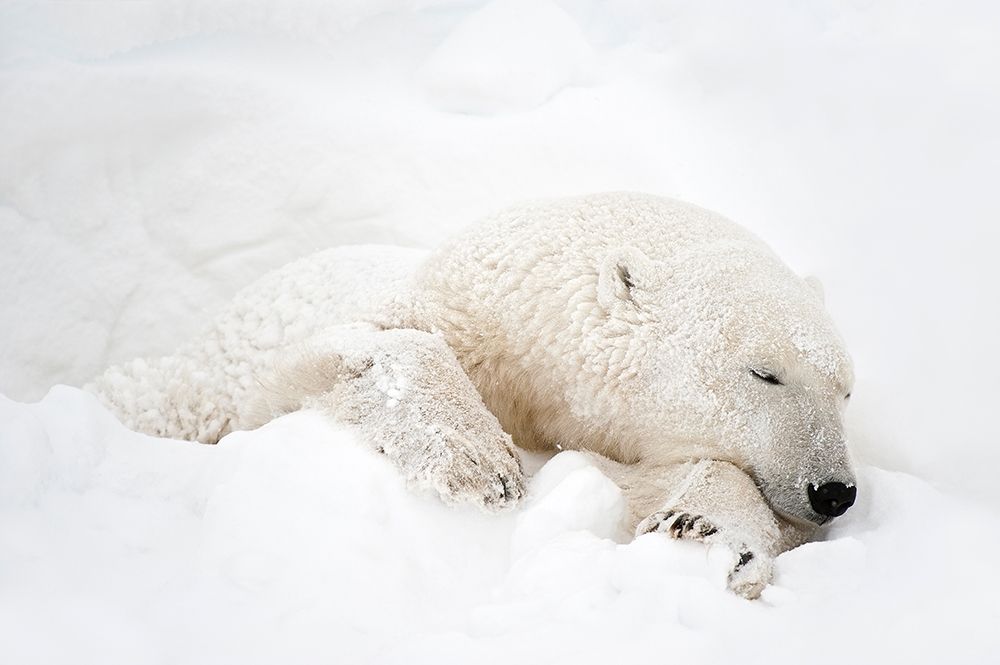 Wall Art Painting id:399852, Name: Canada-Manitoba-Churchill Polar bear sleeping in snow, Artist: Jaynes Gallery