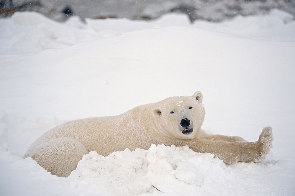 Wall Art Painting id:399854, Name: Canada-Manitoba-Churchill Polar bear resting in snow, Artist: Jaynes Gallery