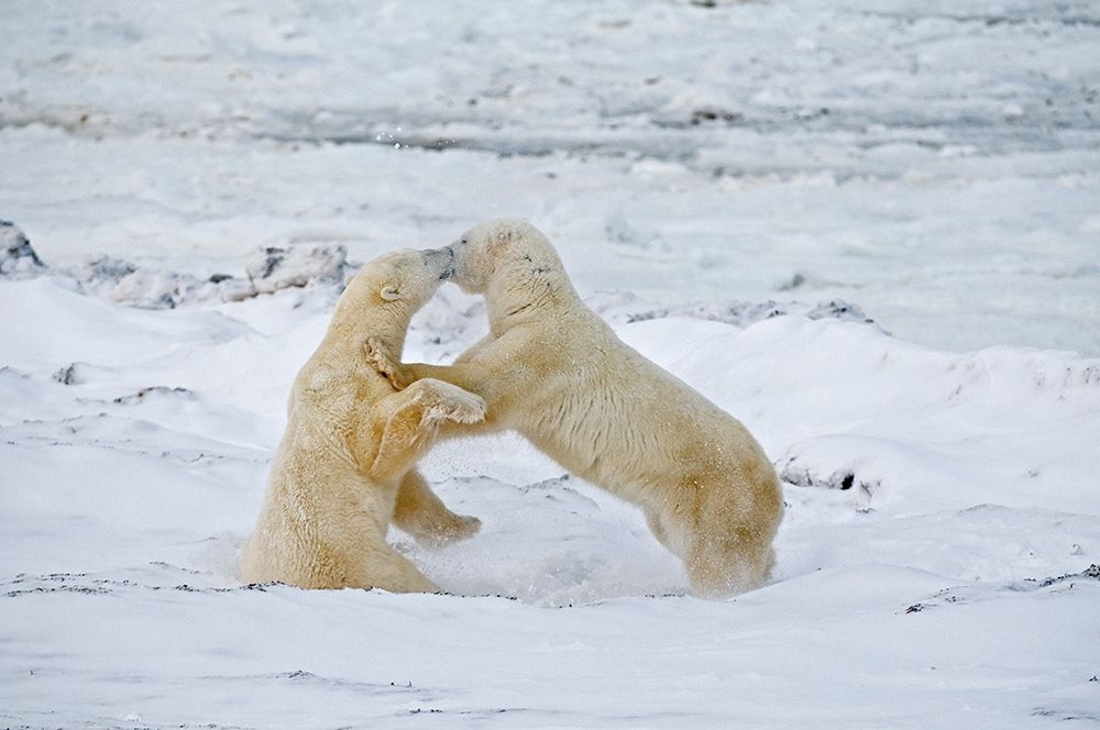 Wall Art Painting id:399855, Name: Canada-Manitoba-Churchill Young polar bears sparring, Artist: Jaynes Gallery