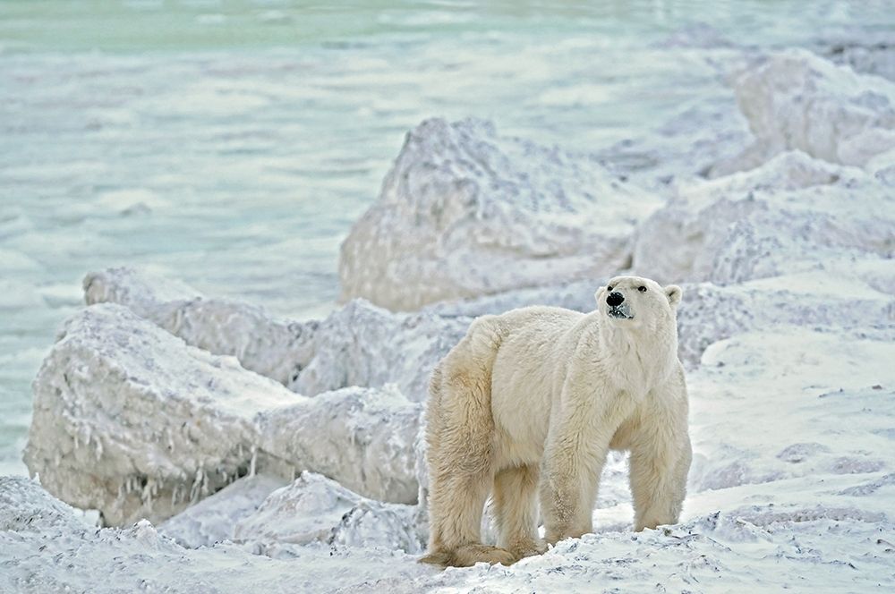 Wall Art Painting id:399857, Name: Canada-Manitoba-Churchill Polar bear on rocky frozen tundra, Artist: Jaynes Gallery