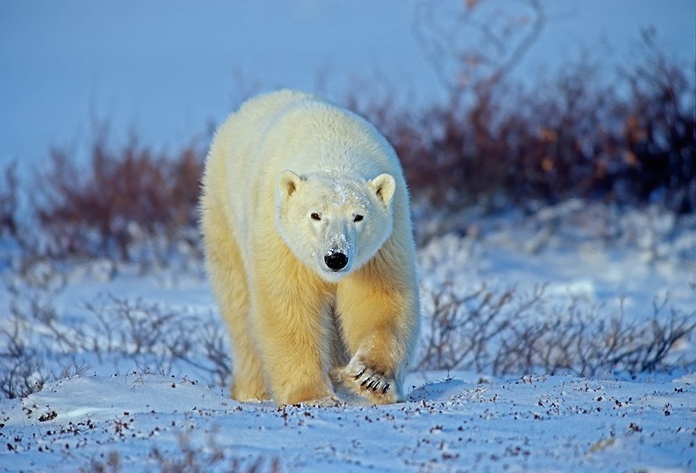 Wall Art Painting id:399858, Name: Canada-Manitoba-Churchill Polar bear walking on frozen tundra, Artist: Jaynes Gallery