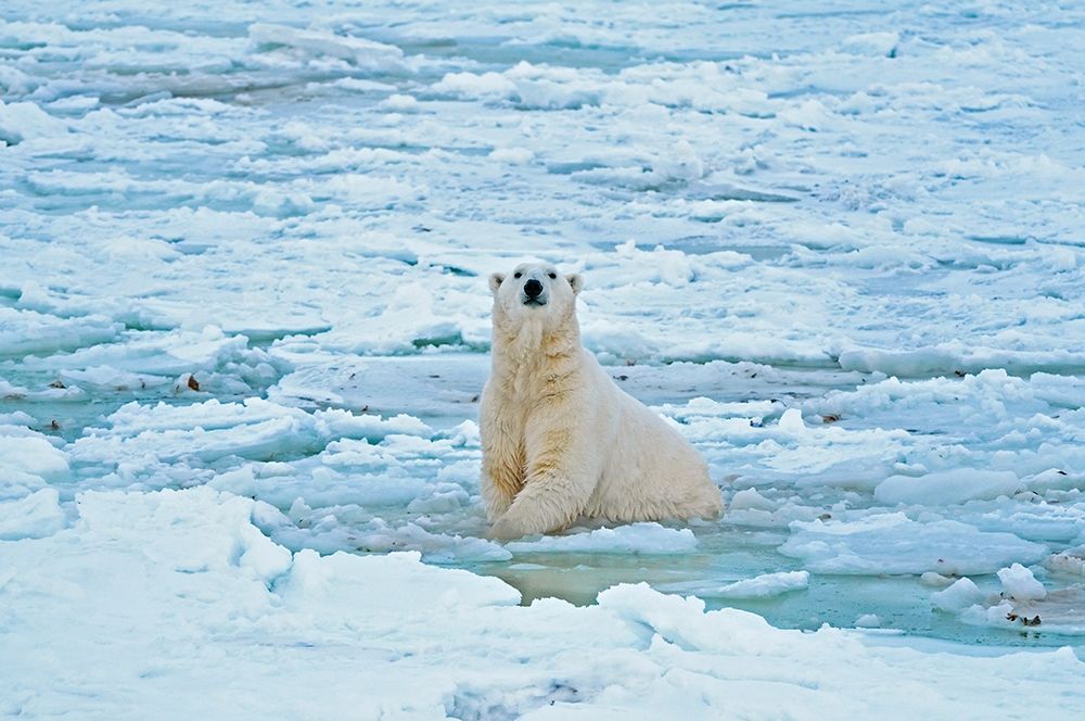 Wall Art Painting id:399860, Name: Canada-Manitoba-Churchill Polar bear in icy water, Artist: Jaynes Gallery