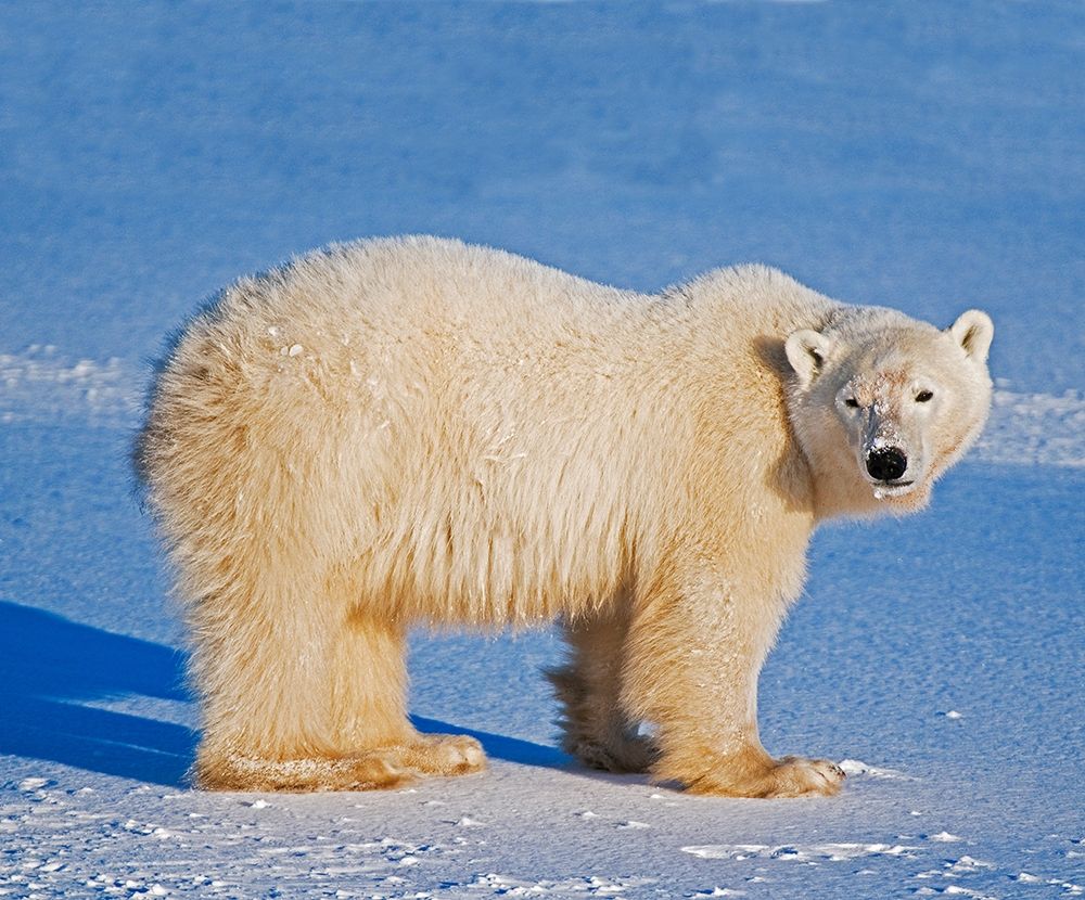 Wall Art Painting id:399861, Name: Canada-Manitoba-Churchill Polar bear standing on frozen tundra, Artist: Jaynes Gallery