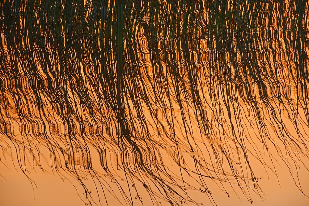 Wall Art Painting id:399865, Name: Canada-Manitoba-Riding Mountain National Park Close-up of reeds reflecting in Lake Audy at sunset, Artist: Jaynes Gallery