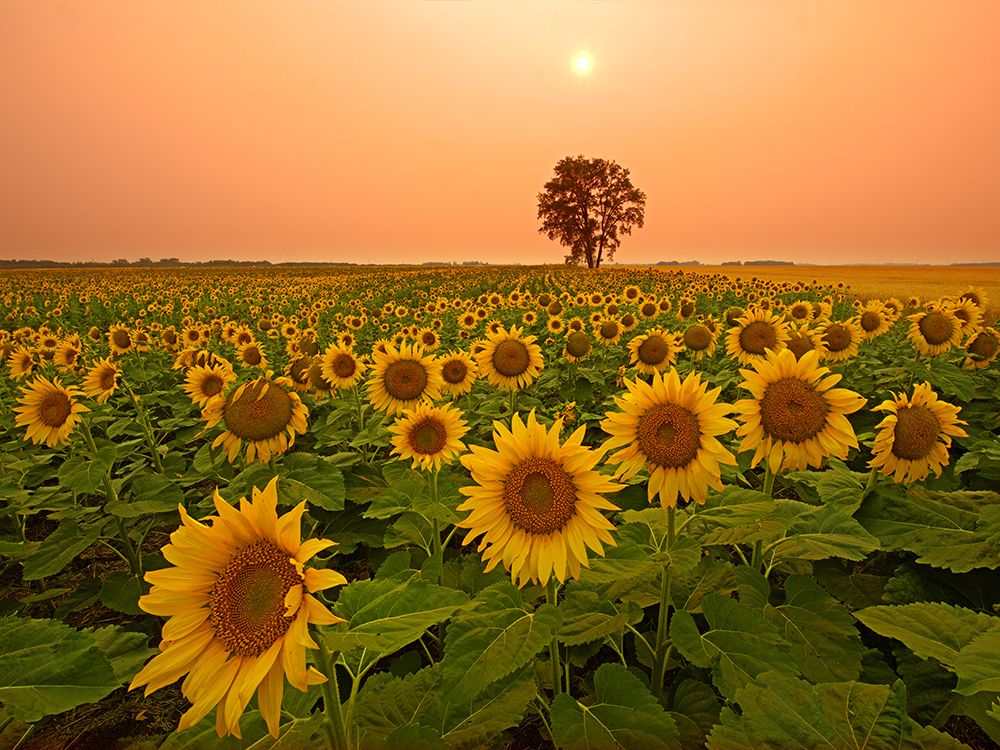 Wall Art Painting id:550016, Name: Canada- Manitoba- Dugald. Field of sunflowers and cottonwood tree at sunset., Artist: Jaynes Gallery