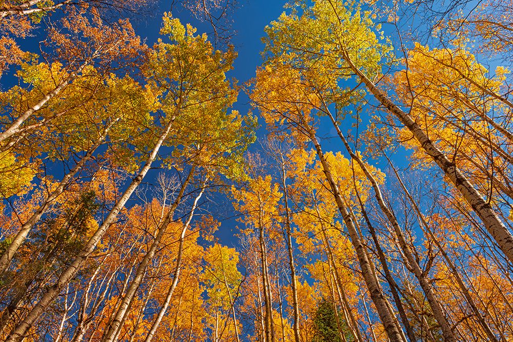 Wall Art Painting id:550025, Name: Canada- Manitoba- Duck Mountain Provincial Park. Yellow aspen trees leaves in autumn., Artist: Jaynes Gallery