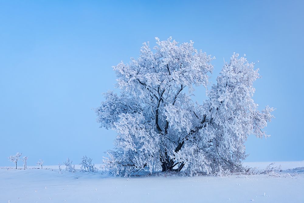 Wall Art Painting id:650992, Name: Canada-Manitoba-Oakbank Hoarfrost-covered maple trees, Artist: Jaynes Gallery