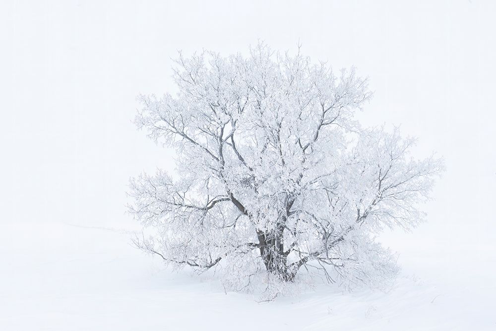 Wall Art Painting id:650994, Name: Canada-Manitoba-Oakbank Hoarfrost-covered maple trees, Artist: Jaynes Gallery