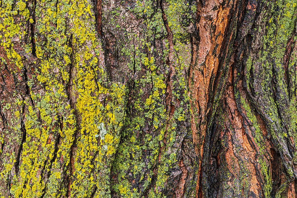 Wall Art Painting id:651001, Name: Canada-Manitoba-Winnipeg Lichens on maple tree, Artist: Jaynes Gallery