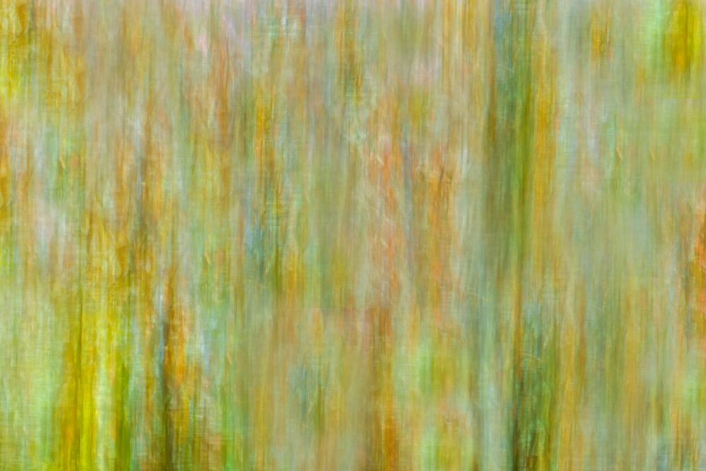 Wall Art Painting id:651015, Name: Canada-Manitoba-Winnipeg Abstract of trees in Seine River Forest, Artist: Jaynes Gallery