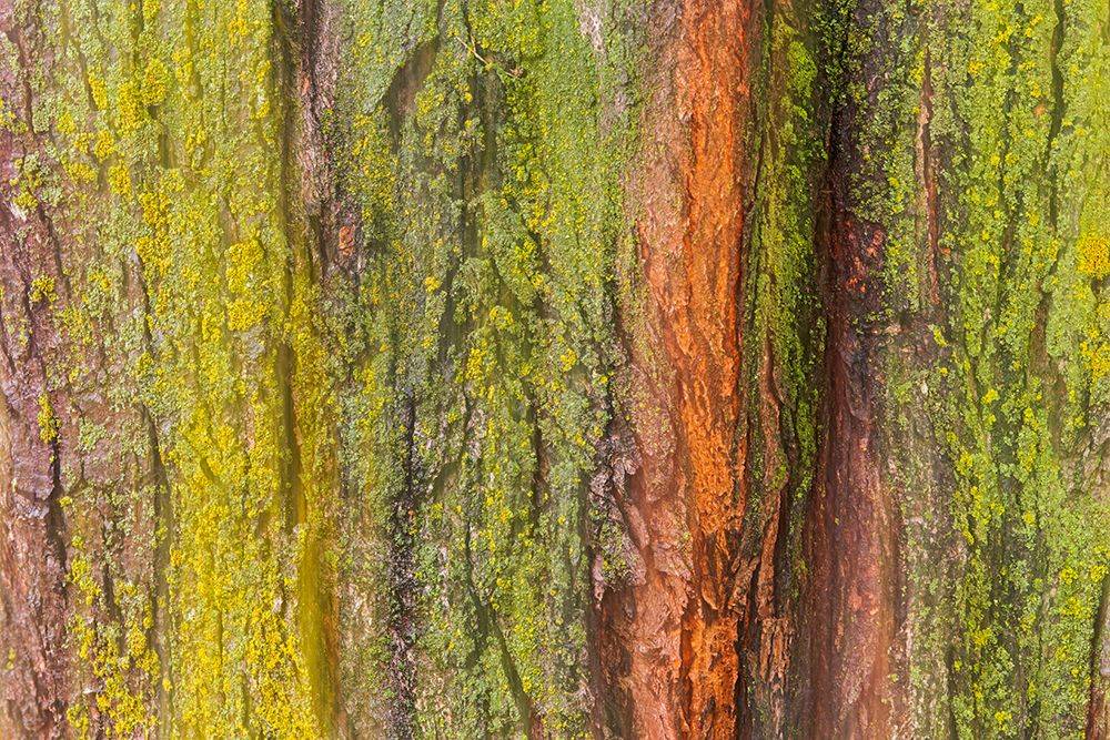 Wall Art Painting id:651016, Name: Canada-Manitoba-Winnipeg Lichens on maple tree, Artist: Jaynes Gallery