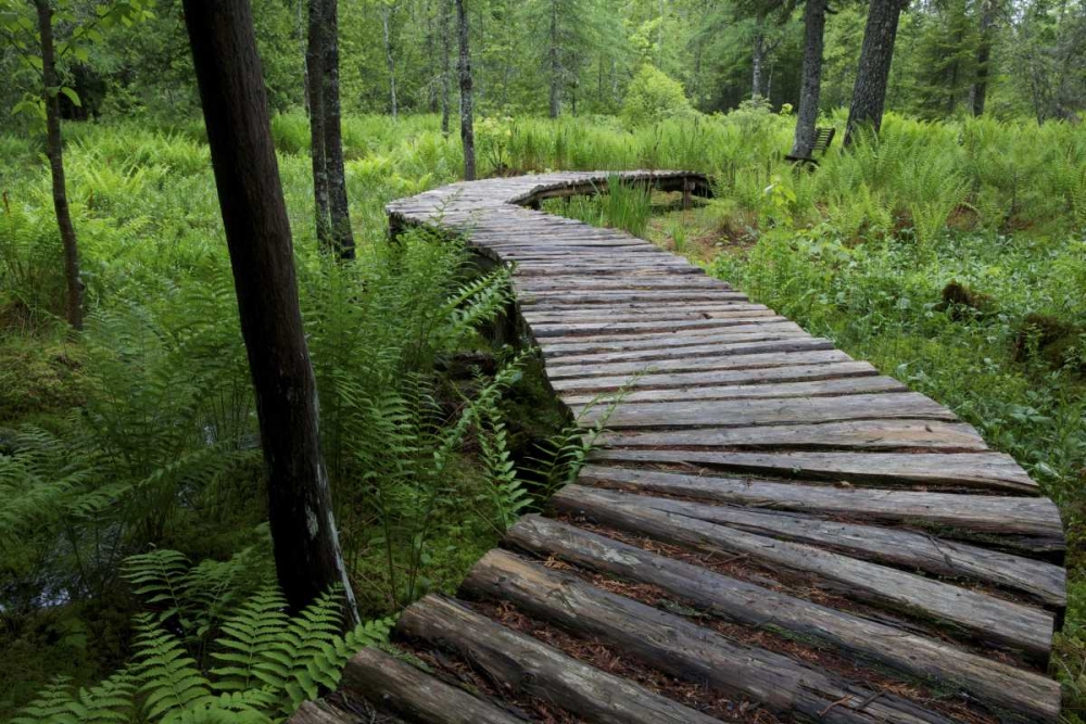 Wall Art Painting id:126901, Name: Canada, New Brunswick Log walkway in forest, Artist: Anon, Ellen