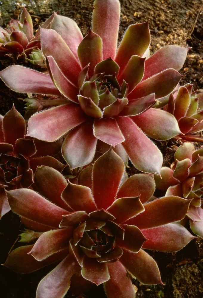 Wall Art Painting id:126974, Name: Canada Succulent plant close-up, Artist: Bush, Marie