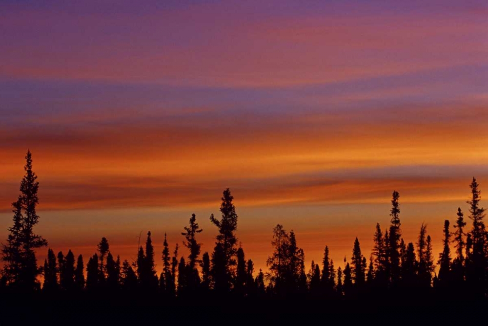Wall Art Painting id:128573, Name: Canada, Ft Resolution Sunrise over forest, Artist: Grandmaison, Mike