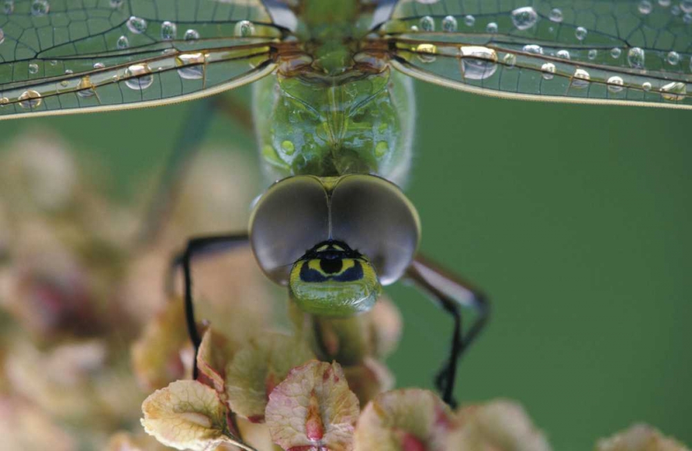 Wall Art Painting id:133730, Name: Canada, Ontario, Green Darner on flower, Artist: Rotenberg, Nancy