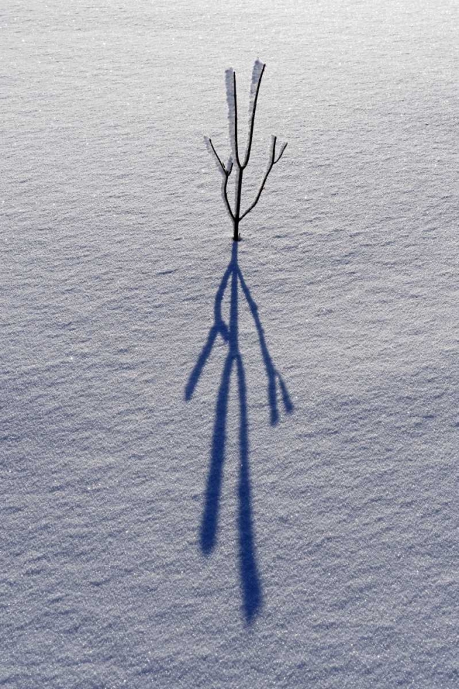 Wall Art Painting id:128645, Name: Canada, Ontario, Bourget Plant shadow on snow, Artist: Grandmaison, Mike