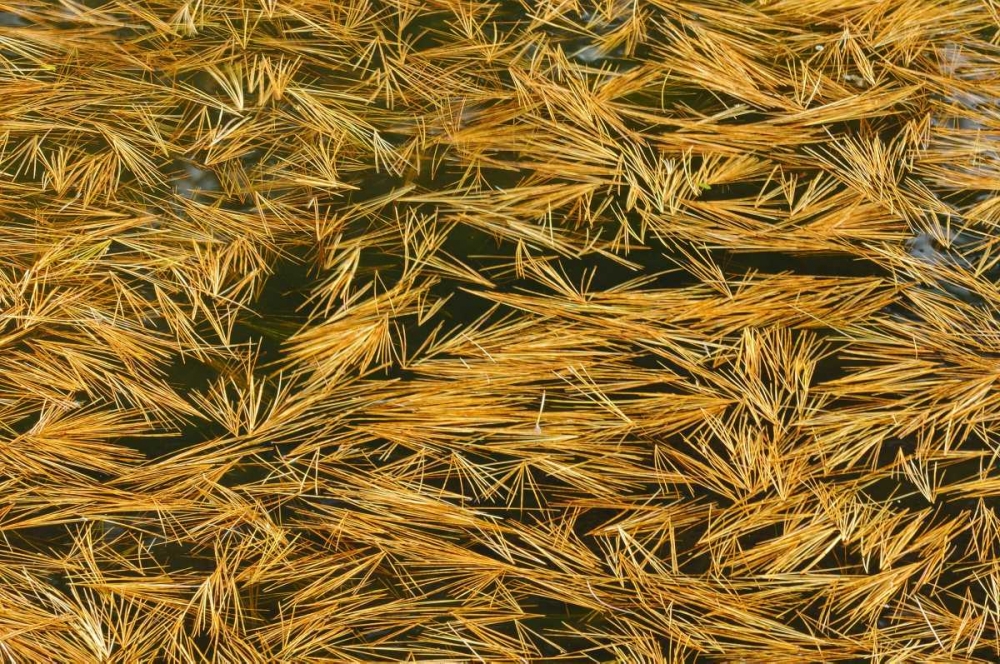 Wall Art Painting id:128623, Name: Canada, Ontario Fallen pine needles in water, Artist: Grandmaison, Mike