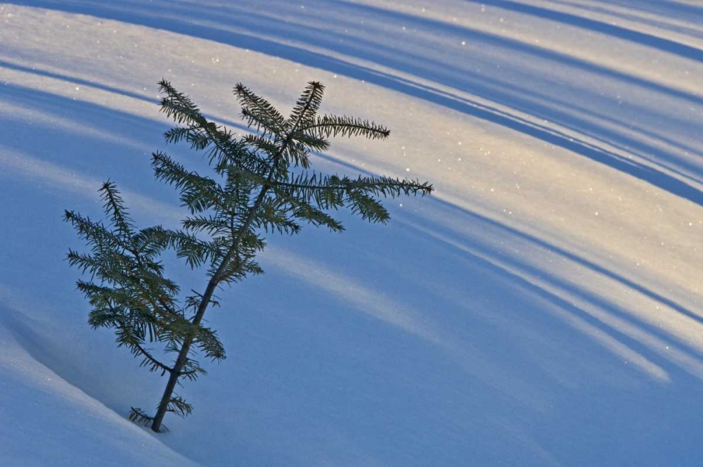 Wall Art Painting id:128565, Name: Canada, Ontario Balsam fir sapling in snow, Artist: Grandmaison, Mike