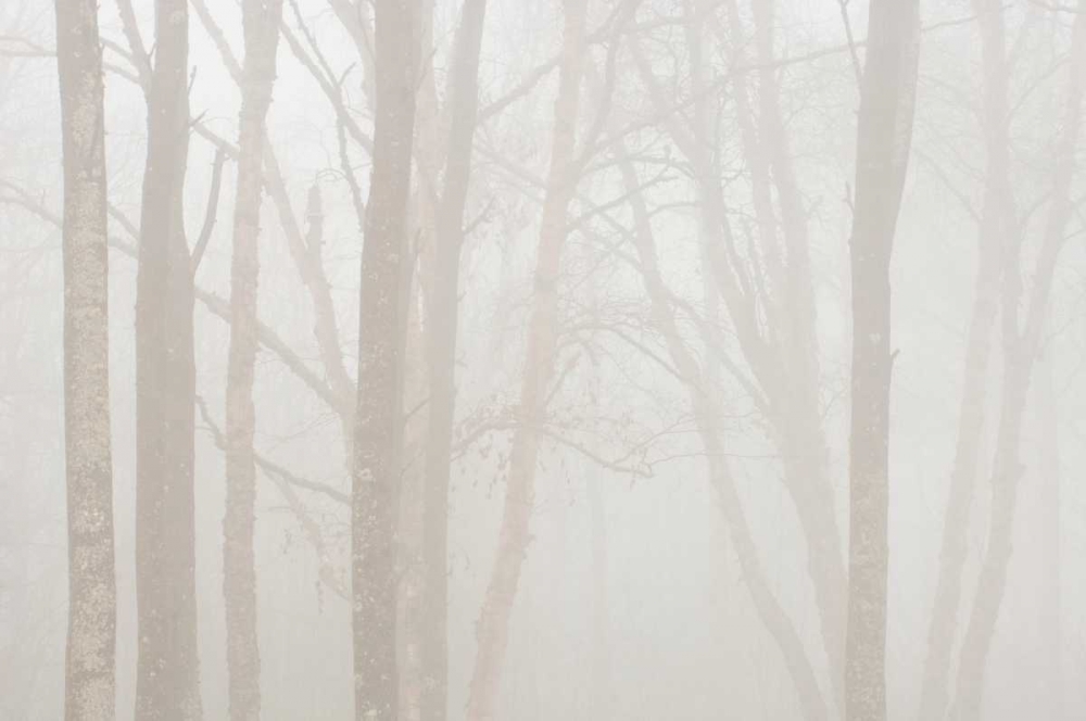 Wall Art Painting id:128651, Name: Canada, Ontario Trees in fog by Lake Superior, Artist: Grandmaison, Mike