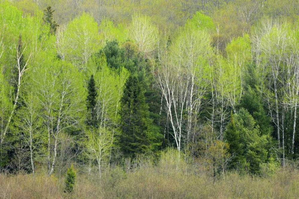 Wall Art Painting id:128566, Name: Canada, Ontario, Utterson Forest in spring, Artist: Grandmaison, Mike